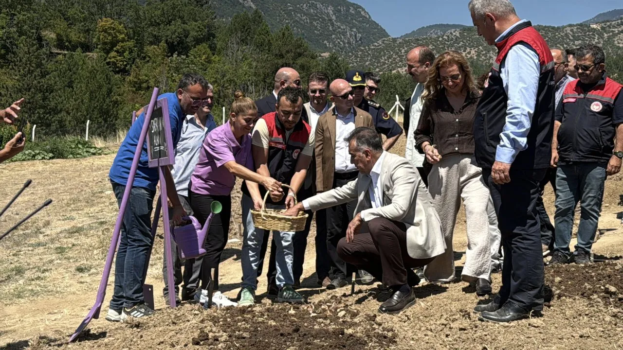 DÜNYANIN EN PAHALI BAHARATI SAFRANIN EKİMİ BAŞLADI