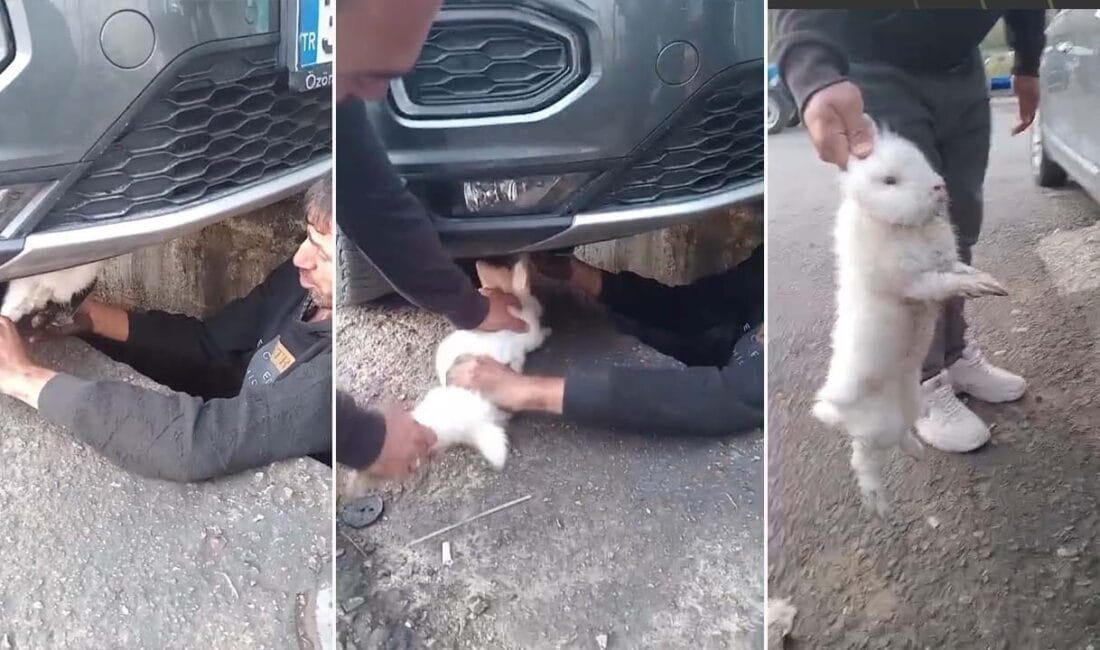 Karabük'ün Eskipazar ilçesinde bir otomobilin motor bölümüne giren tavşan, usta