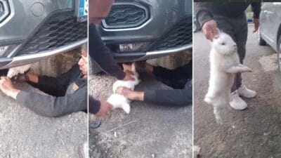 Karabük'ün Eskipazar ilçesinde bir otomobilin motor bölümüne giren tavşan, usta