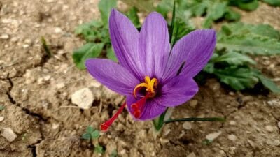 Dünyanın en pahalı bitkisi her derde deva olan safran çiçek