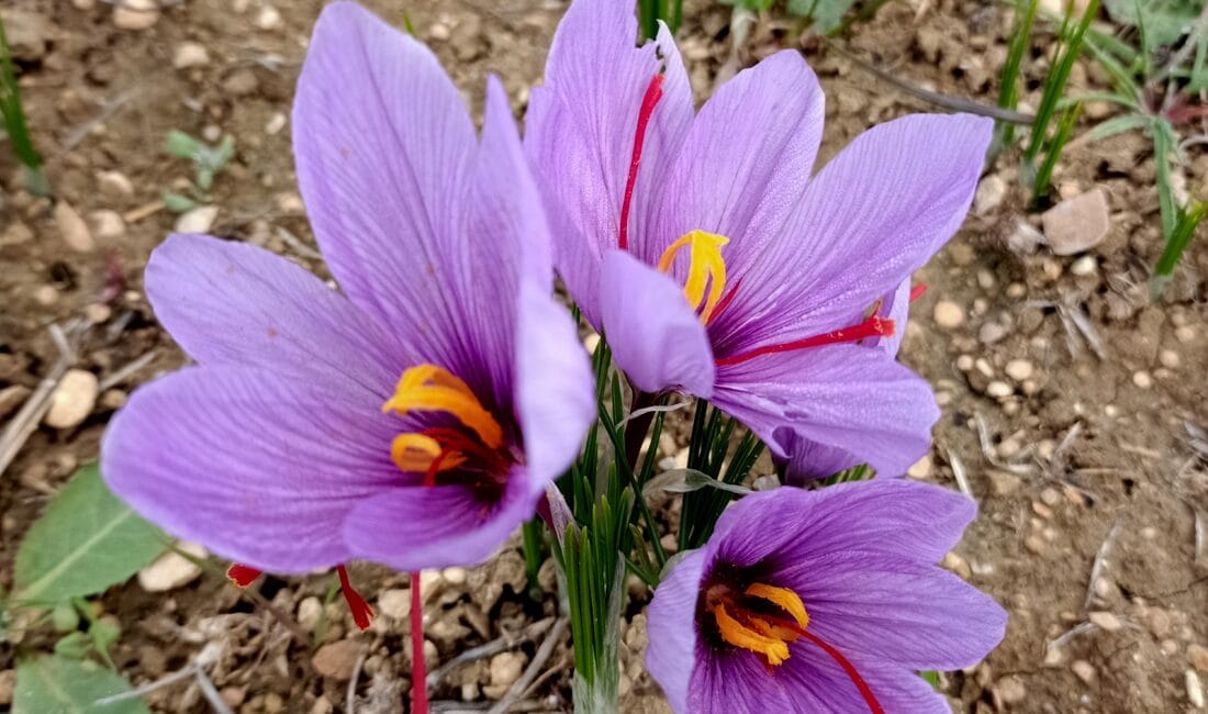 UNESCO Dünya Miras Listesi’nde yer alan ve Cittaslow ağına katılarak