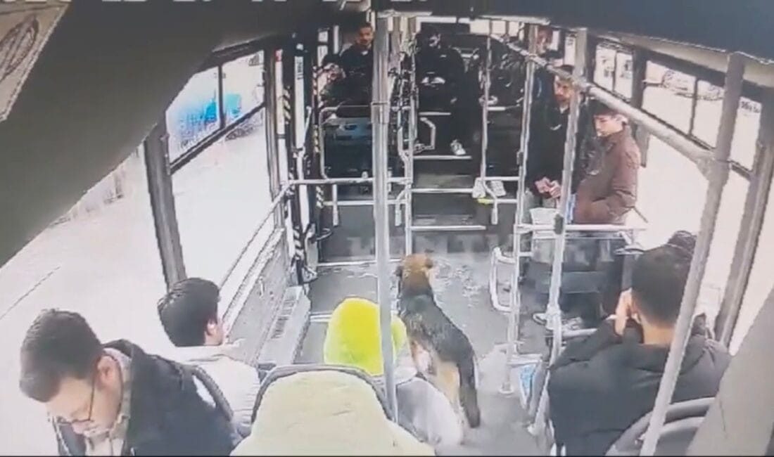 YAĞMURDAN KAÇAN SOKAK KÖPEĞİ HALK OTOBÜSÜNE BİNDİ Karabük’ün Safranbolu ilçesinde, yağmurdan ıslanan bir sokak köpeği, otobüs durağında