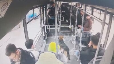 Karabük’ün Safranbolu ilçesinde, yağmurdan ıslanan bir sokak köpeği, otobüs durağında