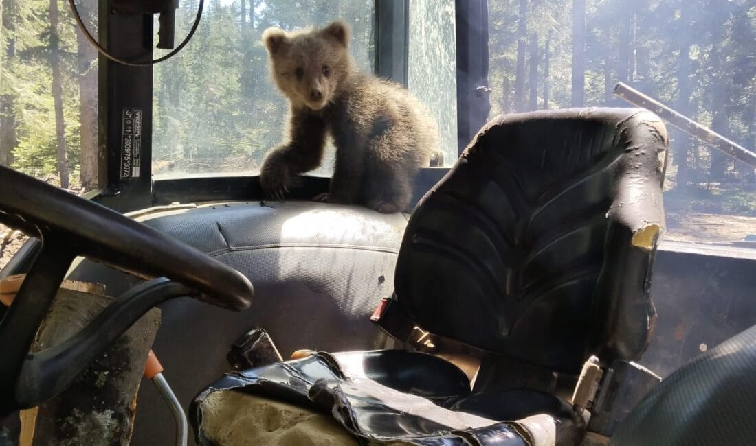 KARABÜK’TE YAVRU BOZAYI İŞ MAKİNESİNE GİRDİ, ORMAN İŞÇİLERİ ŞAŞIRDI Ormanlık alanda çalışma yapan işçiler, yalnız başına dolaşan yavru bir