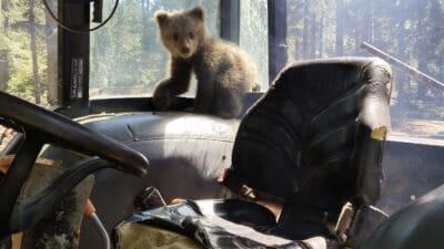 Ormanlık alanda çalışma yapan işçiler, yalnız başına dolaşan yavru bir