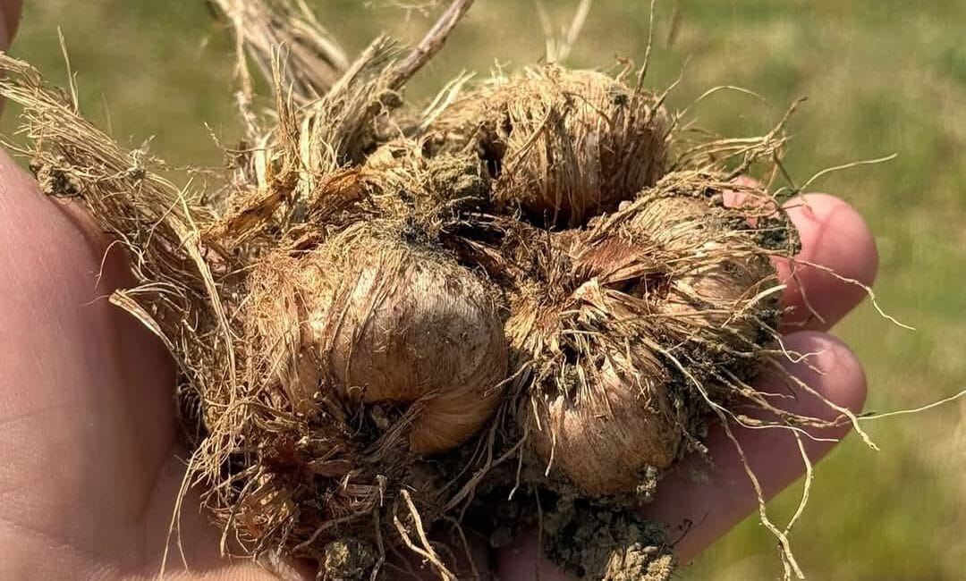 SAFRANBOLU’DA SAFRAN SOĞANI HASADI BAŞLADI: KÜLTÜREL MİRASIN KALBİ SAFRANOVA’DA ATIYOR Türkiye’nin en özel ve en nadir tarım ürünlerinden biri olan