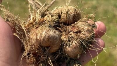 Türkiye’nin en özel ve en nadir tarım ürünlerinden biri olan