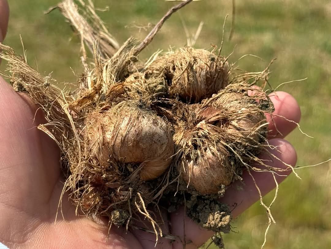 Türkiye’nin en özel ve en nadir tarım ürünlerinden biri olan