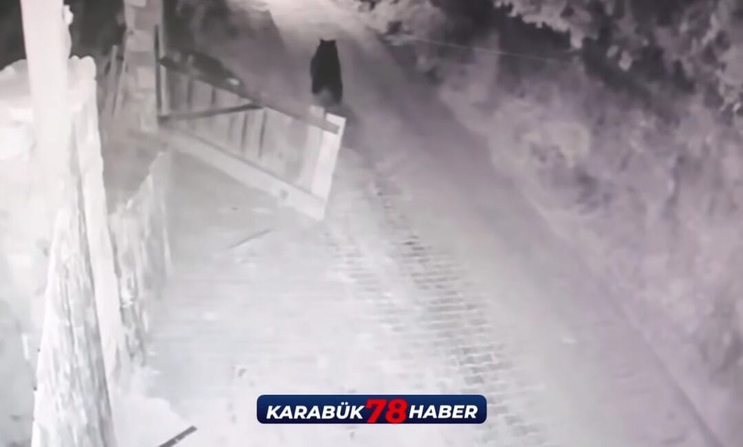 BOZ AYI BAHÇENİN KAPISINI AÇTI, O ANLAR KAMERADA bu bu Yiyecek aramak için köye inen bir boz ayı, sokakta bir