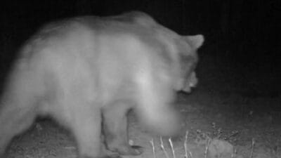 Karabük'te fotokapana boz ayı, karaca ve porsuk yansıdı