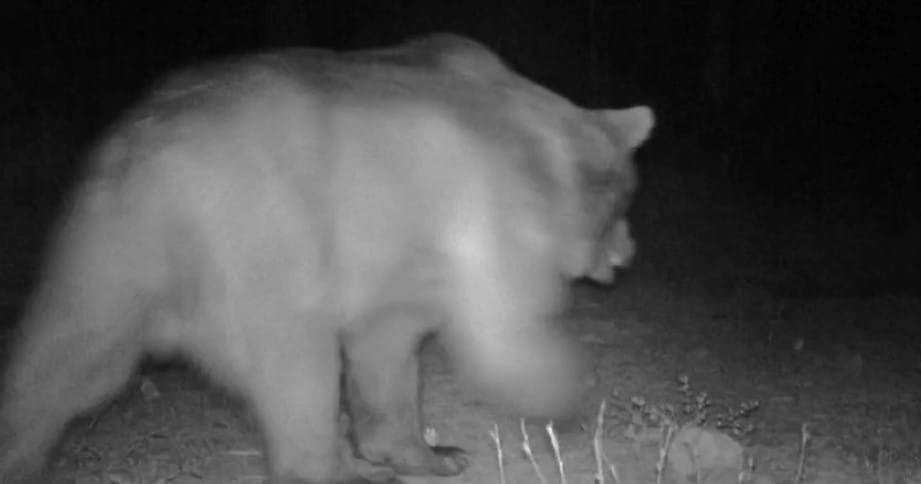 Karabük'te fotokapana boz ayı, karaca ve porsuk yansıdı