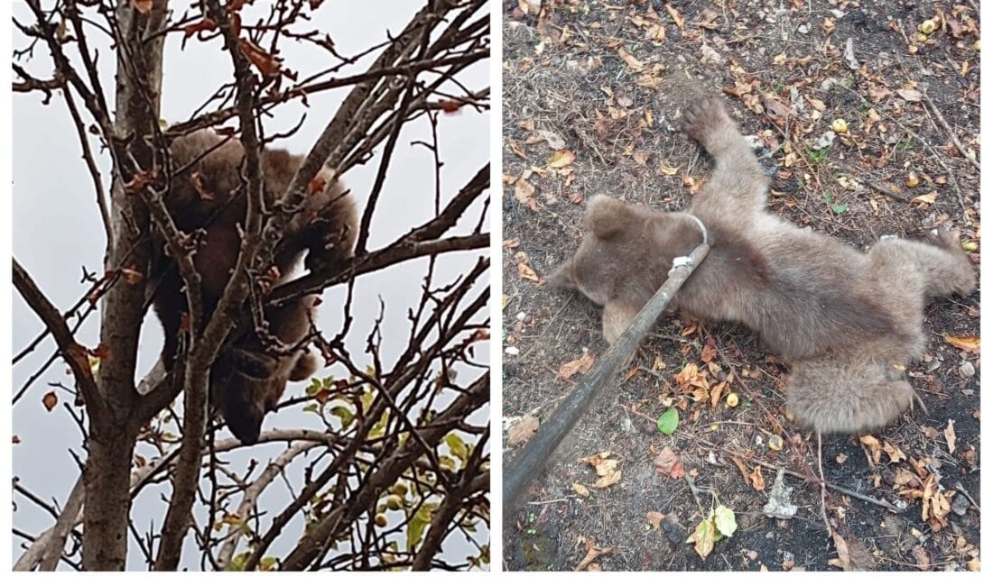 Karabük’te Ağaca Tırmanan Yavru Ayı Kurtarıldı Karabük’ün Merkez ilçesine bağlı