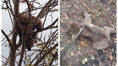 Karabük’te Ağaca Tırmanan Yavru Ayı Kurtarıldı Karabük’ün Merkez ilçesine bağlı
