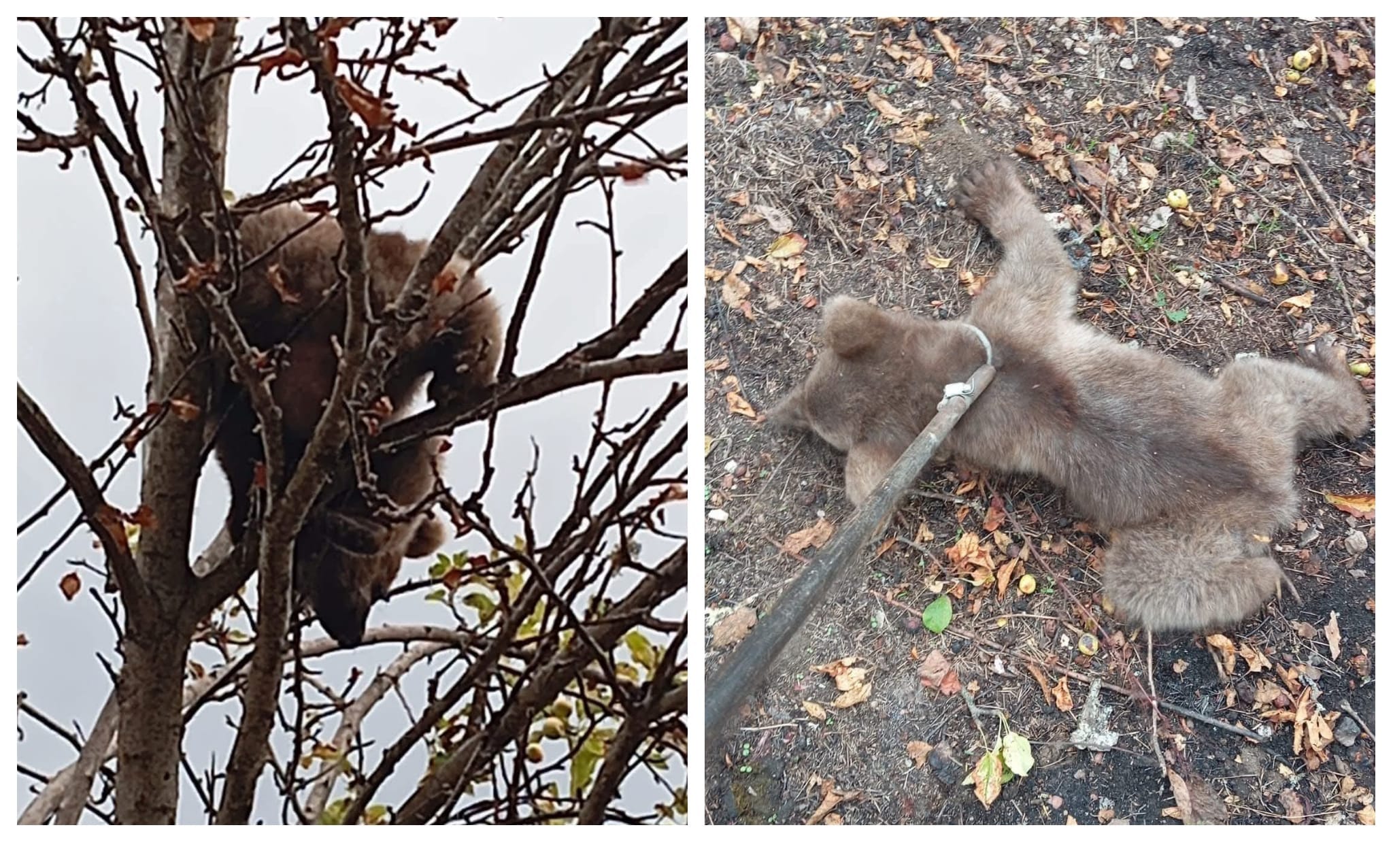 Karabük’te Ağaca Tırmanan Yavru Ayı Kurtarıldı Karabük’ün Merkez ilçesine bağlı