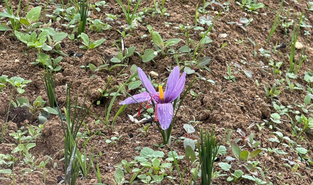 Karabük'ün Safranbolu ilçesine ismini veren safranın hasadı başladı. Tarihi Safranbolu’ya
