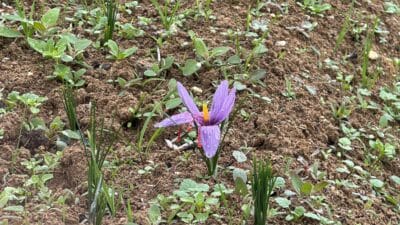 Karabük'ün Safranbolu ilçesine ismini veren safranın hasadı başladı. Tarihi Safranbolu’ya