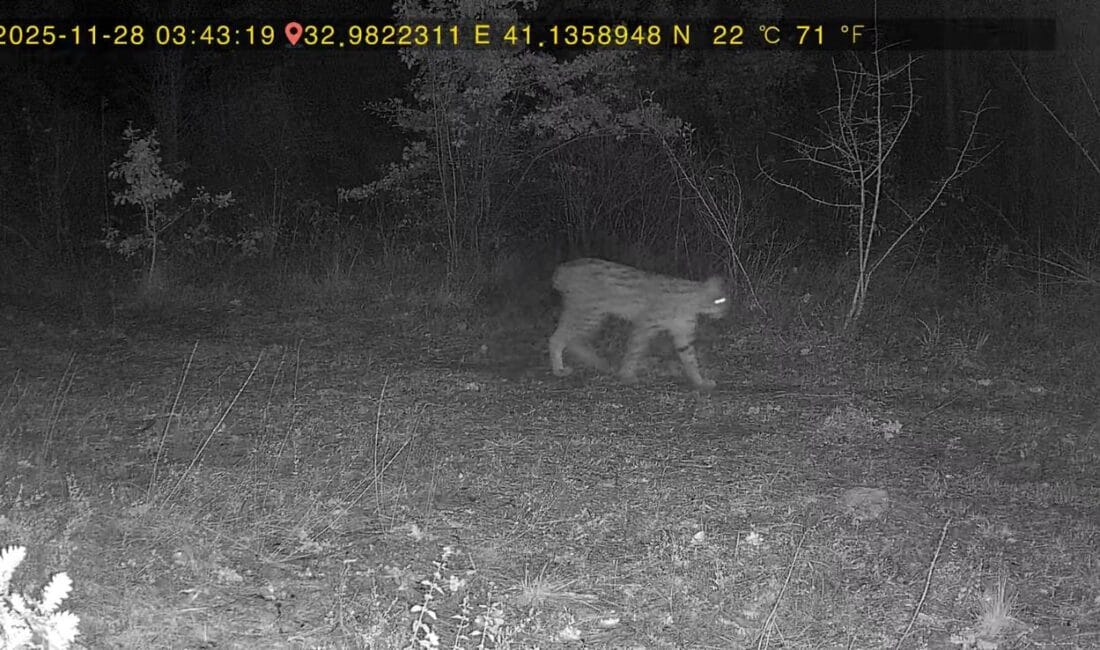 OVACIK’TA VAŞAK İLE KURT FOTOKAPANA YANSIDI Karabük’ün Ovacık ilçesinde ormanlık alanda dolaşan vaşak ile kurt fotokapana