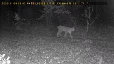 Karabük’ün Ovacık ilçesinde ormanlık alanda dolaşan vaşak ile kurt fotokapana