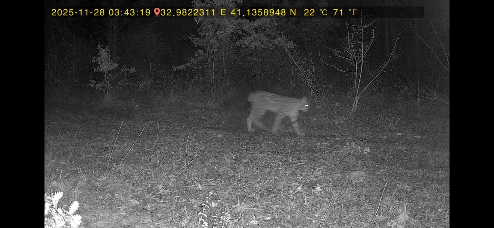 Karabük’ün Ovacık ilçesinde ormanlık alanda dolaşan vaşak ile kurt fotokapana
