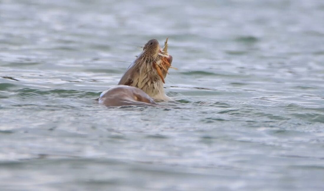Karabük’ün Eflani ilçesinde nesli tükenmekte olan su samuru görüntülendi. Doğa