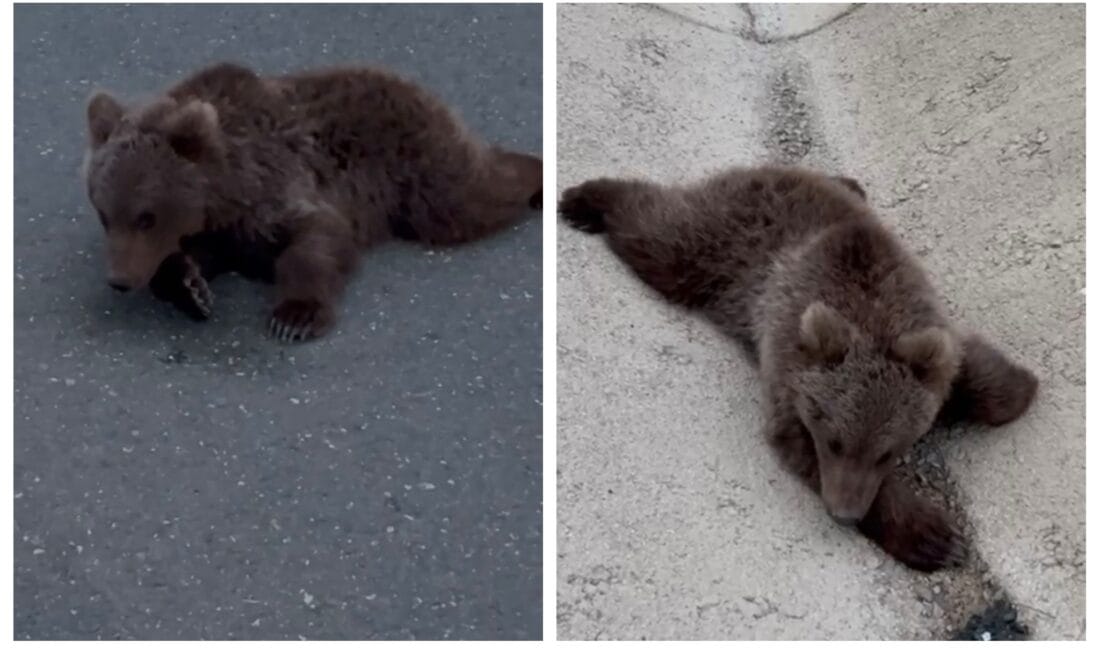 SAFRANBOLU’DA YARALI BULUNAN BOZAYI KURTARILARAK TEDAVİYE ALINDI Karabük’ün Safranbolu ilçesinde kara yolunda yaralı halde bulunan bozayı, Doğa
