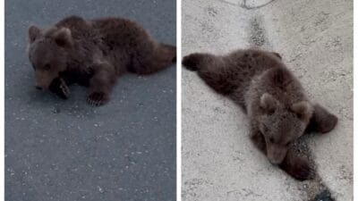 Karabük’ün Safranbolu ilçesinde kara yolunda yaralı halde bulunan bozayı, Doğa