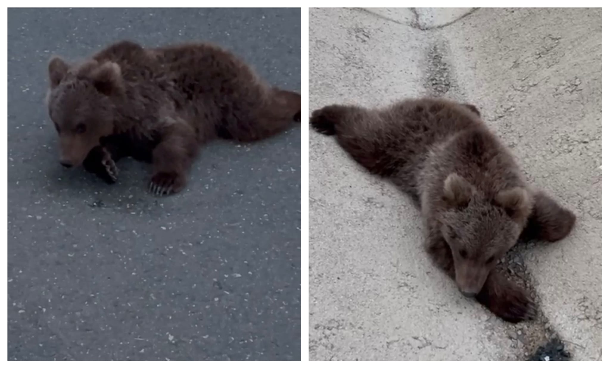 Karabük’ün Safranbolu ilçesinde kara yolunda yaralı halde bulunan bozayı, Doğa