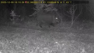 Ovacık’ta yaban hayatı fotokapana yansıdıOvacık’ta bir vatandaşın evinin yakın bölgesinde