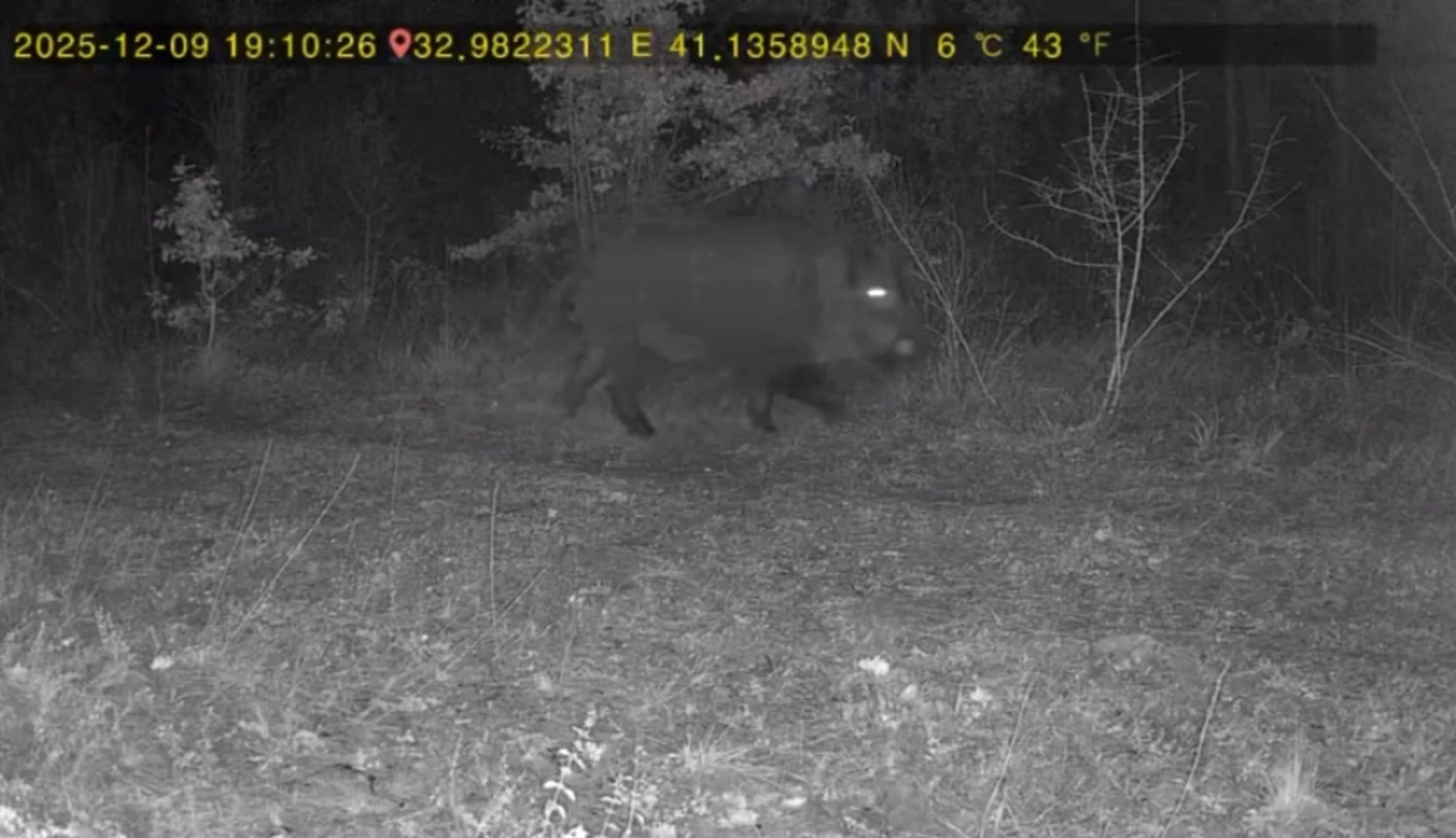 Ovacık’ta yaban hayatı fotokapana yansıdıOvacık’ta bir vatandaşın evinin yakın bölgesinde