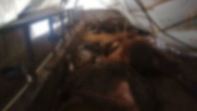 KAHYALAR KÖYÜ’NDE AHIR ÇÖKTÜ: 7 BÜYÜKBAŞ HAYVAN TELEF OLDU Karabük merkez ilçeye bağlı Kahyalar Köyü Çakıllar Mahallesi’nde yoğun kar