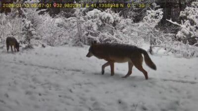 OVACIK’TA bir kişinin evinin yakınındaki ormana yerleştirdiği fotokapana kurt ve