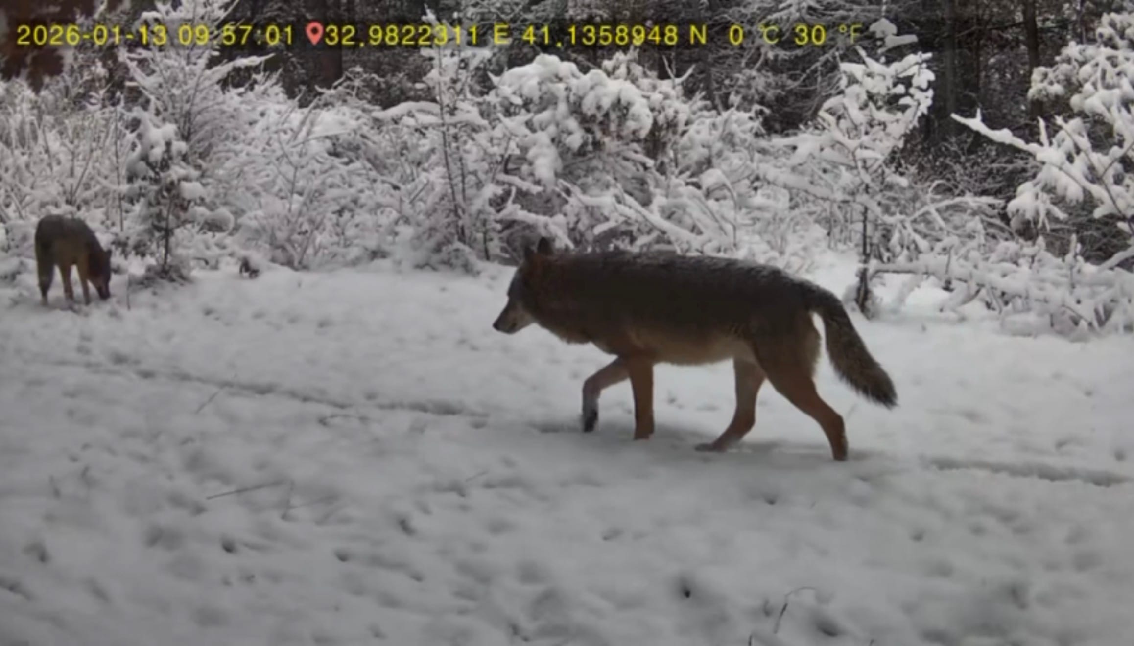 OVACIK’TA bir kişinin evinin yakınındaki ormana yerleştirdiği fotokapana kurt ve