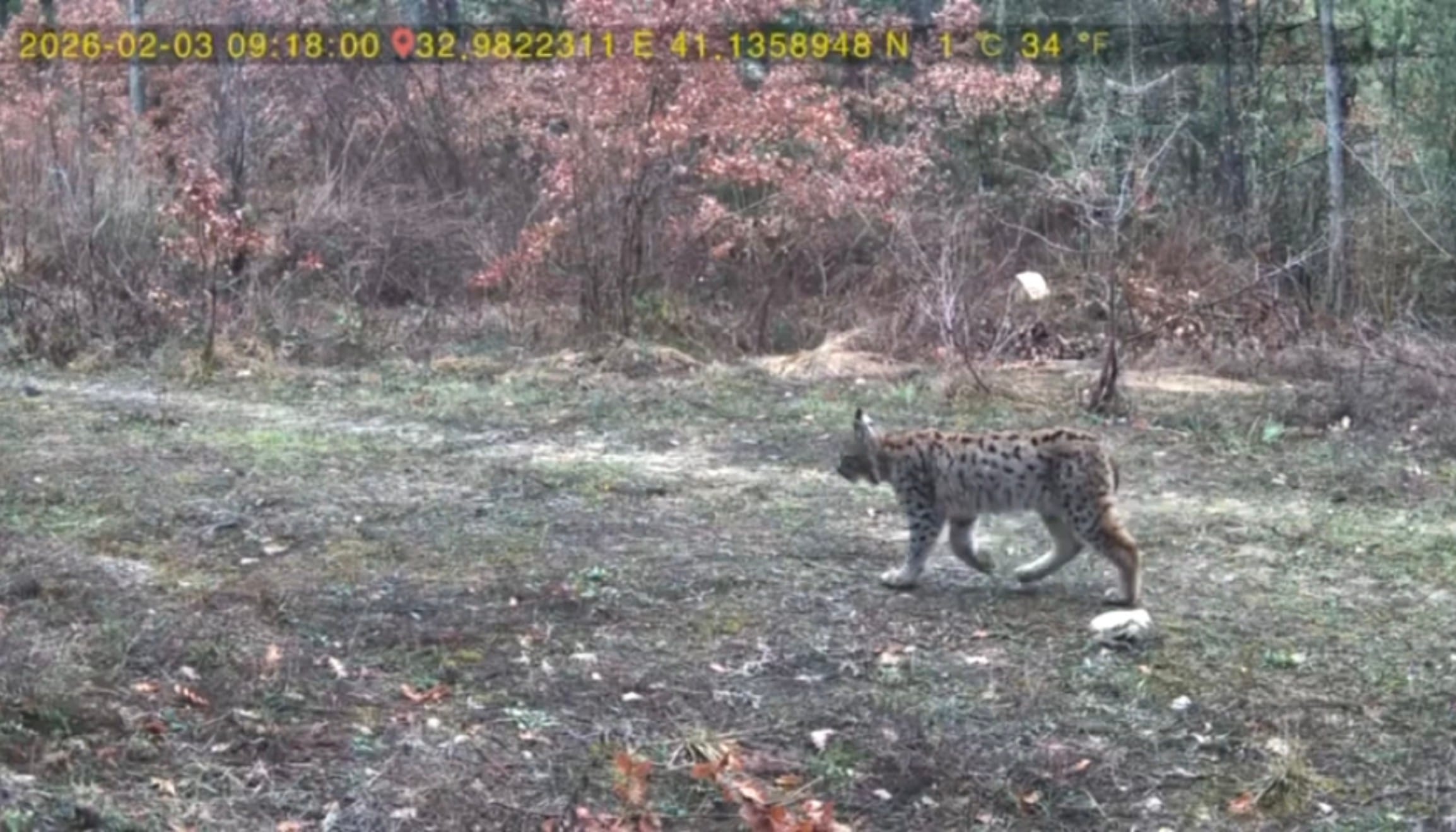 Ovacık’ta Fotokapana Vaşak ve Karaca Takıldı Ovacık ilçesinde yaban hayatı