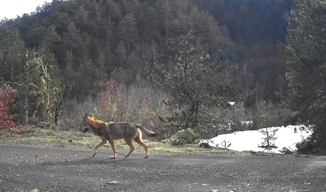 KARABÜK’ün Safranbolu ilçesinde doğa tutkunu bir vatandaş tarafından ormana yerleştirilen