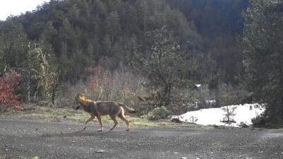 KARABÜK’ün Safranbolu ilçesinde doğa tutkunu bir vatandaş tarafından ormana yerleştirilen