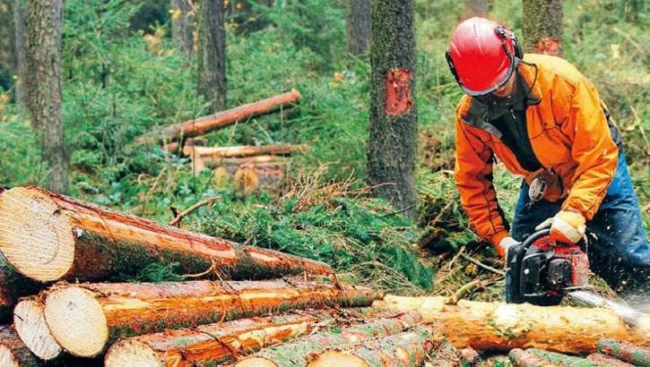 Karabük’ün Yenice ilçesinde ormanlık alanda çalışan bir işçi, kestiği ağacın