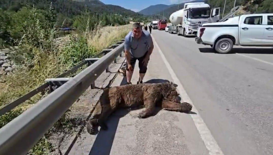 KARABÜK’te Cildikısık Tüneli’ne giren bozayıya otomobil çarptı. Çağırılan Doğa Koruma