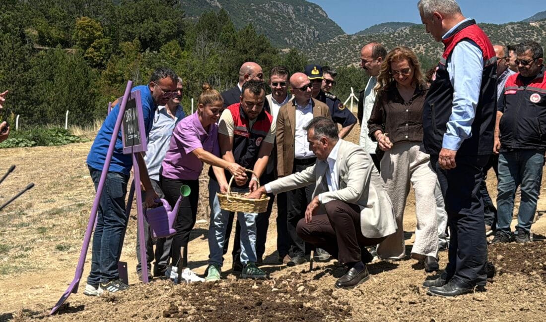 DÜNYANIN EN PAHALI BAHARATI SAFRANIN EKİMİ BAŞLADI UNESCO Dünya Miras Listesi’nde yer alan ve Cittaslow ağına katılarak
